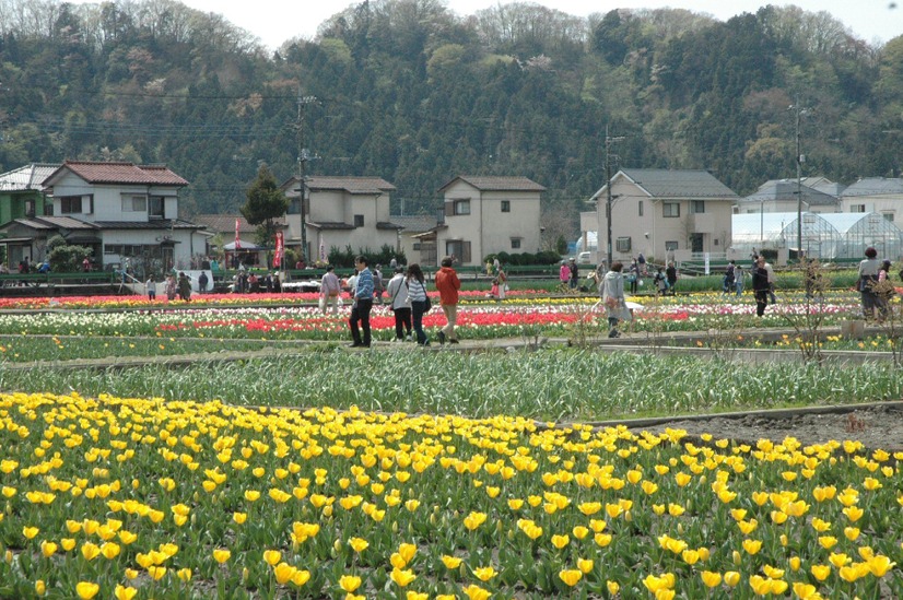 東京・羽村市で「チューリップまつり」！40万本を鑑賞