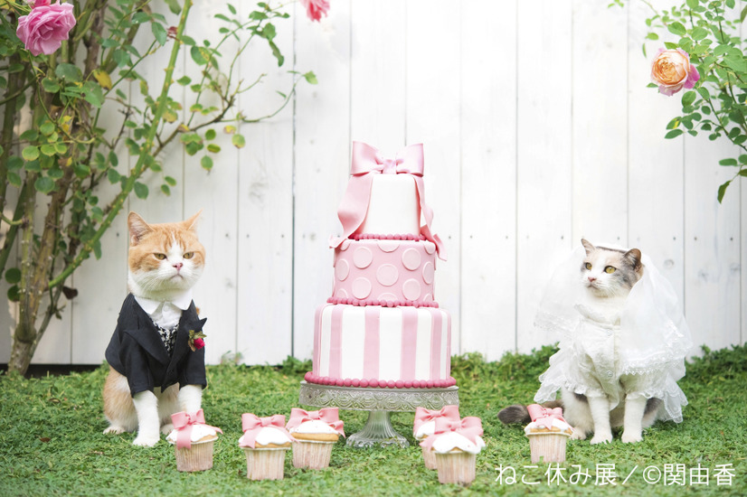 猫好き集まれ！3都市で合同写真＆物販展「ねこ休み展」