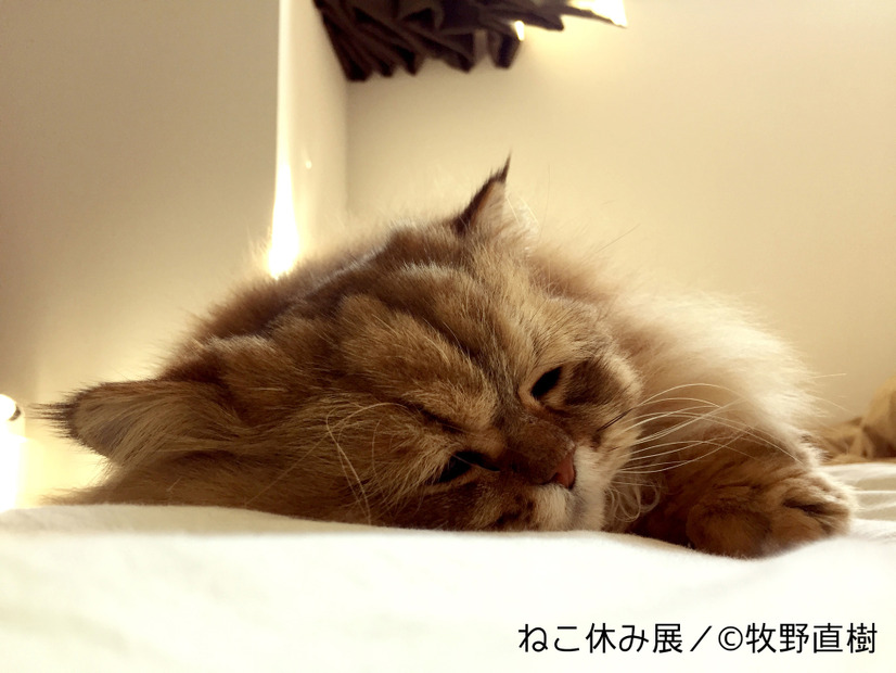 猫好き集まれ！3都市で合同写真＆物販展「ねこ休み展」