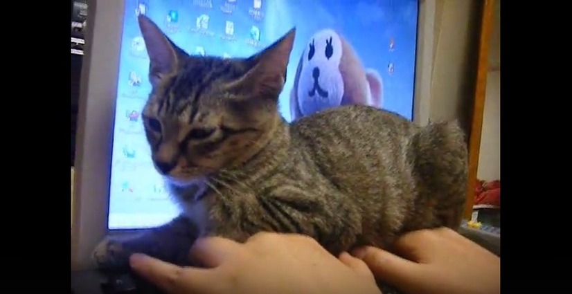 【動画】猫はキーボードが好き！もはや座布団に