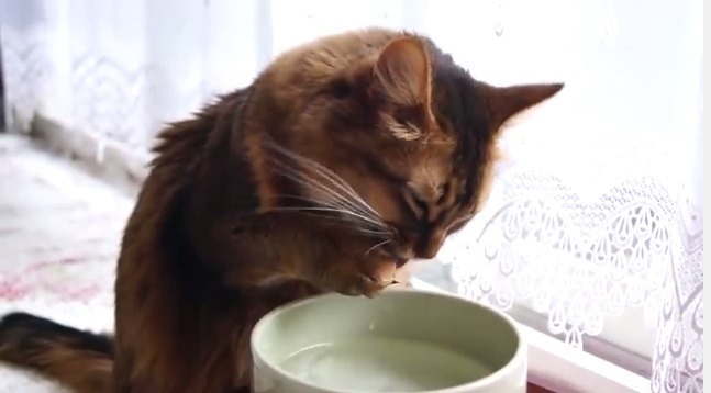 【動画】水の飲み方がまるでアライグマ？なネコ