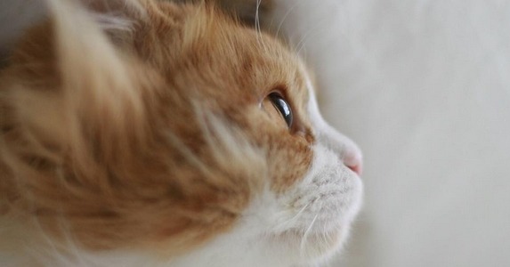 猫さんのステキな横顔10選！