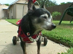 車椅子の犬「ウィリー」