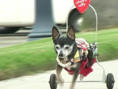 車椅子の犬「ウィリー」