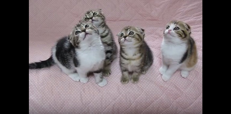【動画】シンクロする4匹の子猫に悶絶