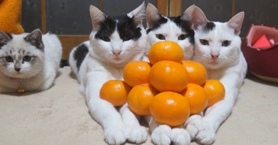 【動画】『みかんピラミッド』に全く動じない3匹の猫さんがすごい!!