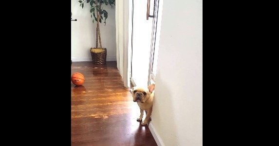 【動画】ワンコに「このペン噛んだ？」と聞いてみたら……