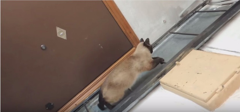 【動画】まるで人間！するするハシゴを降りるネコ