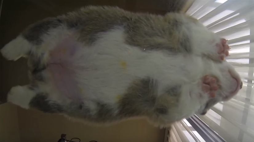 【動画】ガラスの机で眠るコーギーを真下から撮影してみたら…