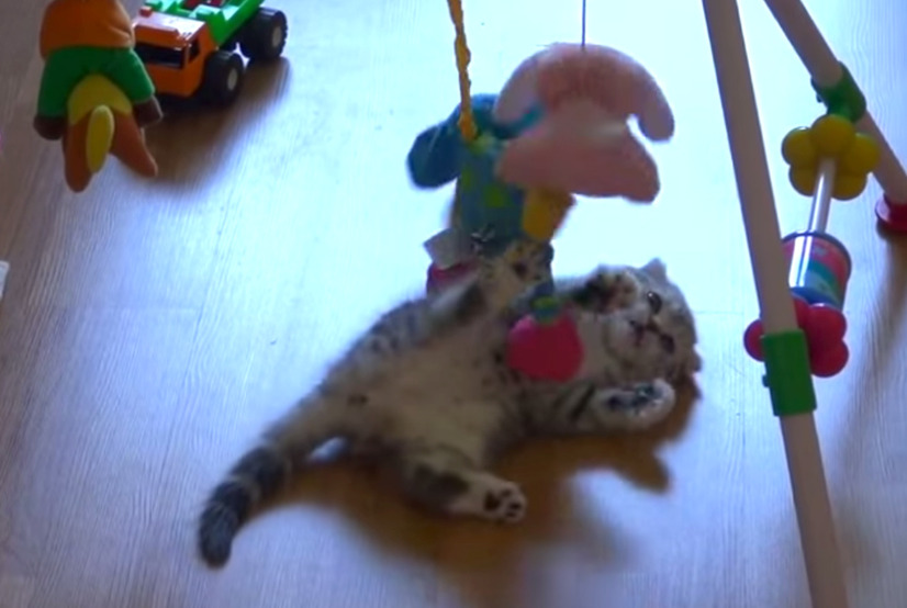 【動画】赤ちゃん用のおもちゃで遊ぶ子猫が可愛すぎる！