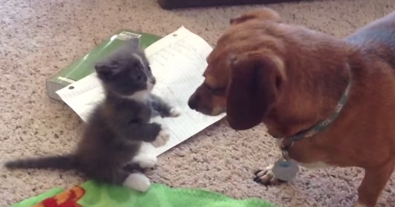 【動画】マンチカンの子ネコとダックスフンドの可愛すぎる「はじめまして」