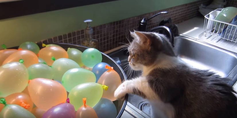 【動画】えっ!?どっかに消えた！割れた風船に驚く猫