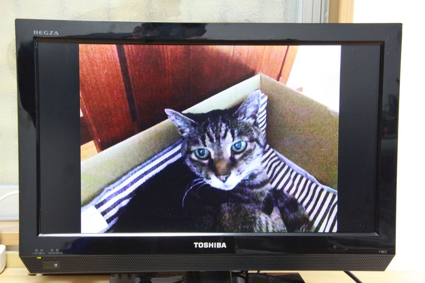タブレットの内蔵カメラで別の部屋のねこの様子を撮影