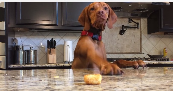 【動画】どうしてもポテトが食べたい