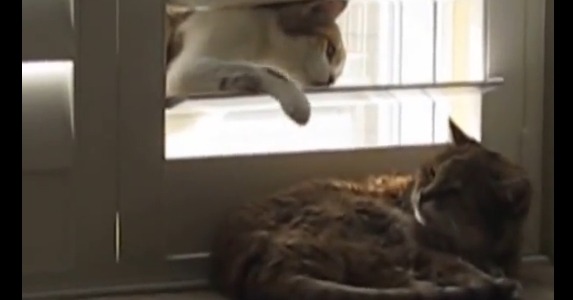 【動画】寝ているのにちょっかいをかける猫