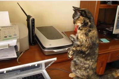 【動画】にゃんだ？FAX　VS　猫