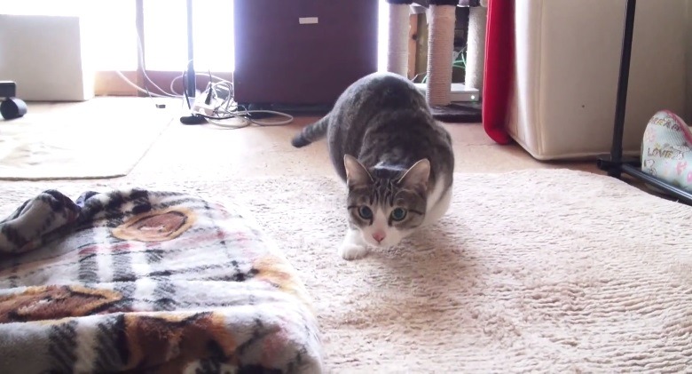 【動画】腰クネクネ＆お尻フリフリな猫