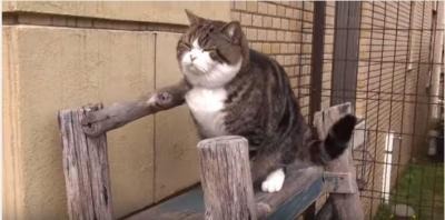 【動画】どうしても登りたいネコ