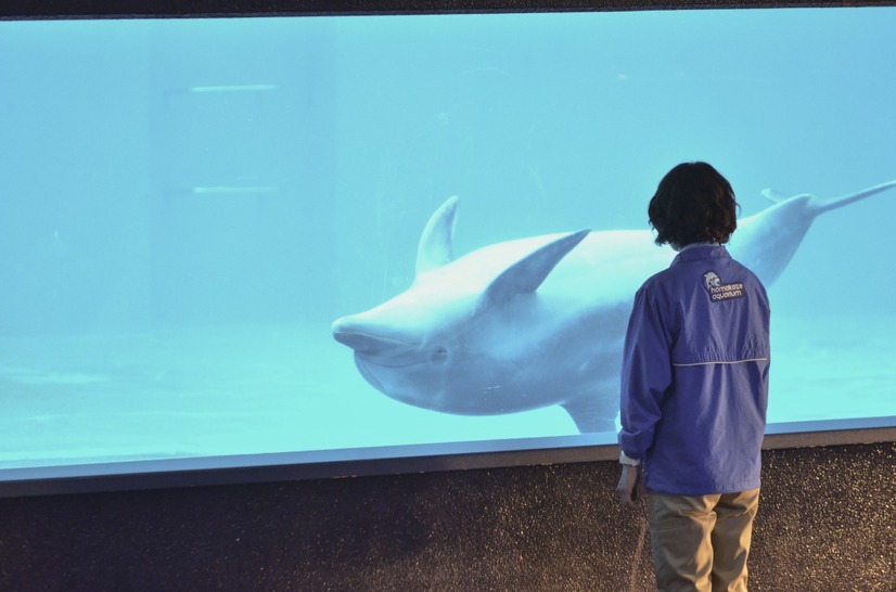 NHK「水族館ガール」　＜写真提供　NHK＞