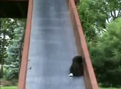 やっぱり予感は的中してしまいました。滑り落ちていく子猫のかわいいお尻にご注目！！