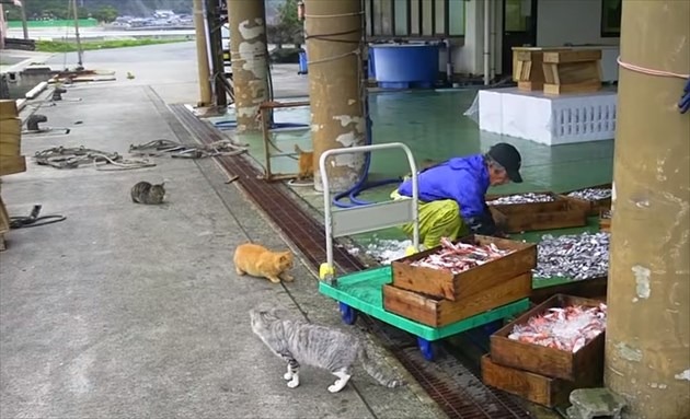 【動画】お魚食べ放題？