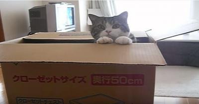 【動画】1000万回再生の人気動画！大きな箱とねこ