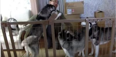 【動画】大喜び！お帰りの挨拶をするハスキー犬