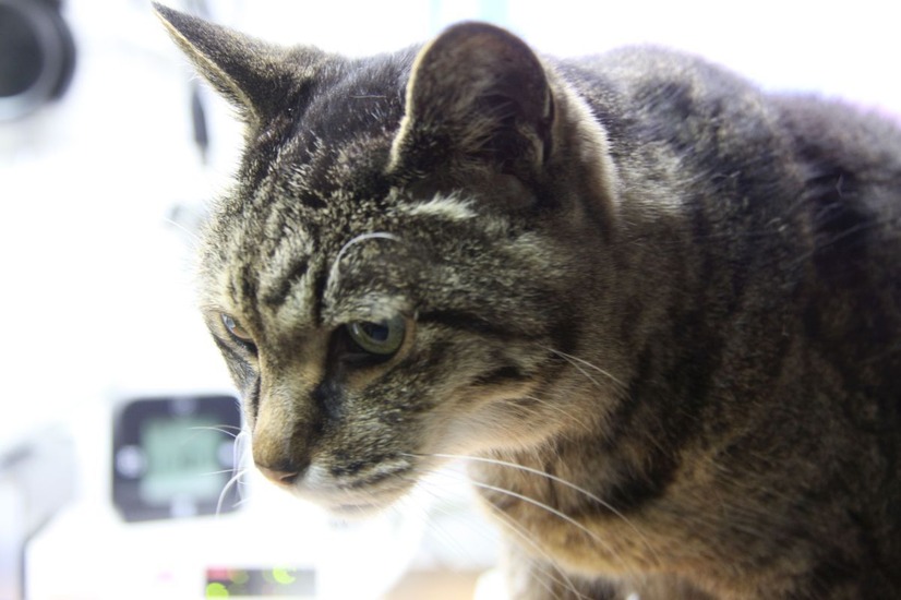 机上のねこ