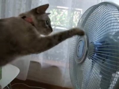 【動画】頭もくるくる！扇風機が気になる猫