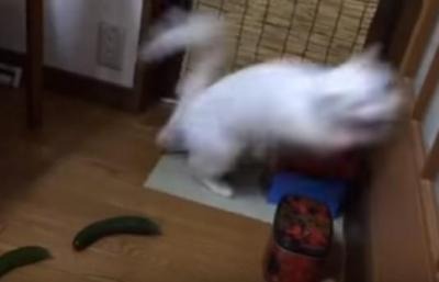 【動画】なぜにそこまで驚く！キュウリに驚く猫