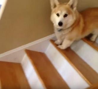 【動画】階段をトントン降りるコーギーが可愛すぎ
