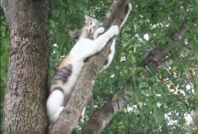 【動画】木から降りれなくなった子猫を助けようと母猫が……