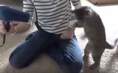 【動画】高速猫パンチ炸裂！ドライヤーと戦う猫