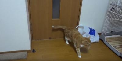 【動画】レジ袋はもうコリゴリ！猫の惨事