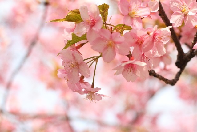 4月に大型連休があるため、花見を目当てに来日するタイ人は多い