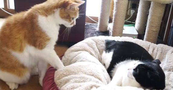 【動画】猫のベッド争奪戦！最後は……