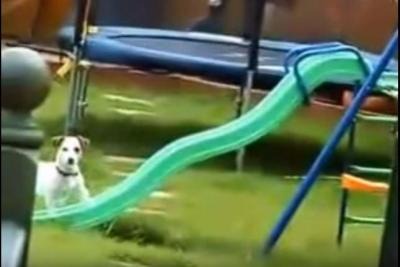 【動画】どうしても滑り台に登れない犬