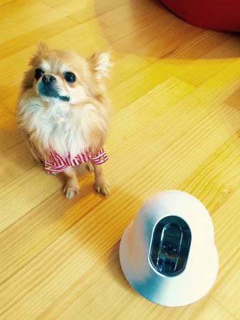アプリで遠隔操作 360度移動可能なカメラ Ilbo でペットをチェック 2枚目の写真 画像 Rbb Today