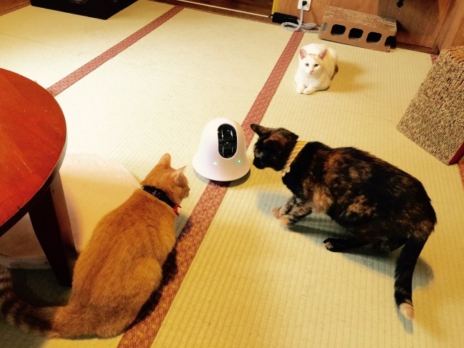 アプリで遠隔操作!360度移動可能なカメラ「ilbo」でペットをチェック!