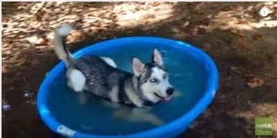 【動画】プールで大はしゃぎのハスキー犬