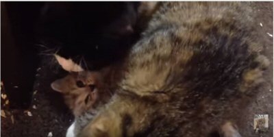 【動画】子猫を必死で守る母猫