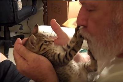 【動画】飼い主さんのキスにキレた子猫