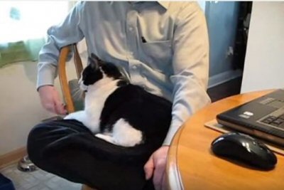 【動画】かまって欲しい猫、上目遣いにキュン！