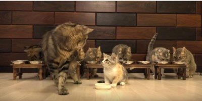 【動画】子猫と猫10匹、総勢11匹！の食事風景