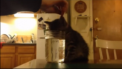 【動画】水を飲む姿勢で寝てしまった子猫