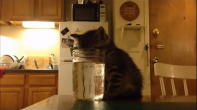 【動画】水を飲む姿勢で寝てしまった子猫