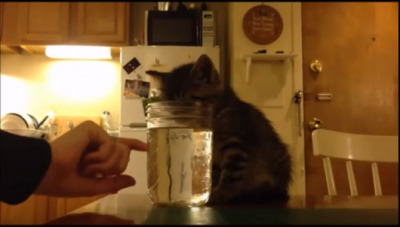 【動画】水を飲む姿勢で寝てしまった子猫