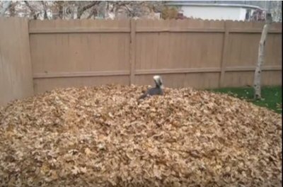 【動画】枯れ葉の山に突撃！大はしゃぎのワンコ