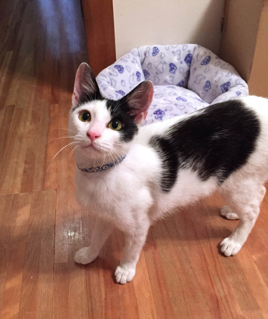 SNSで人気のねこ達がムックに！『ねこもえ』発売