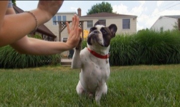 アニマルプラネット、朝から晩まで犬づくしの番組企画